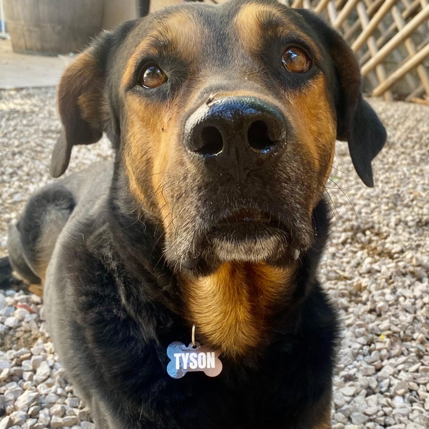 MÉDAILLE CHIEN PERSONNALISÉE